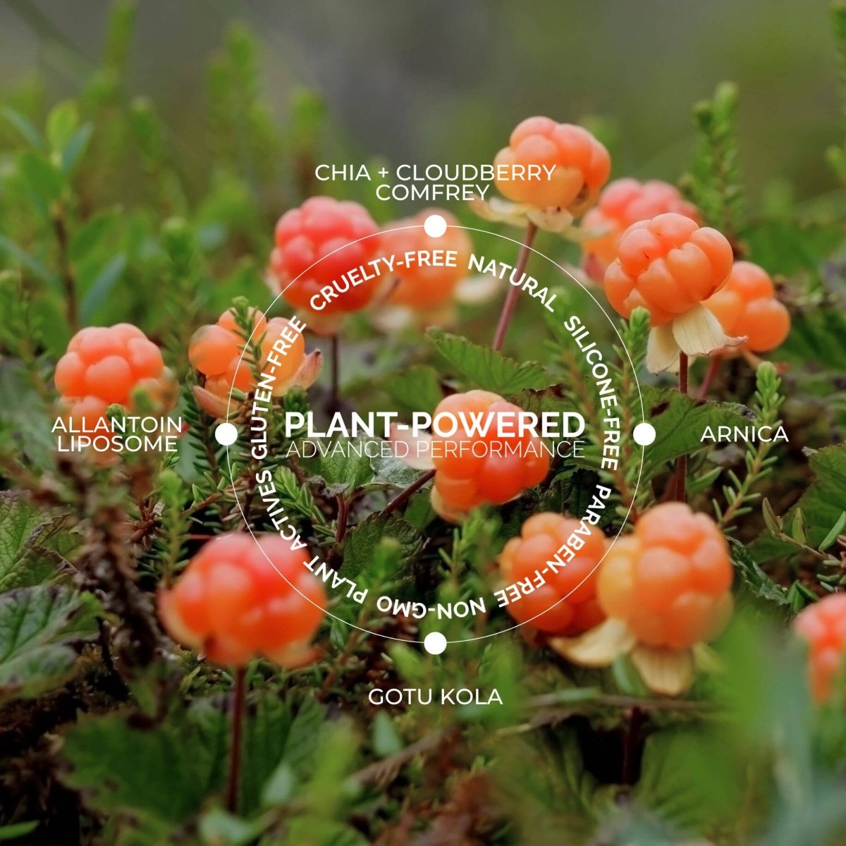 Cloud Comfort cream key ingredients, Hydrating Face Cream by Fitglow Beauty Clean Beauty Brand - Elle and Willow